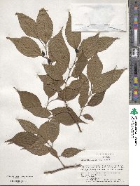 Aphananthe aspera image