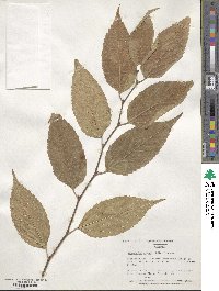 Aphananthe aspera image