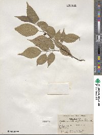 Aphananthe aspera image