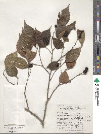 Aphananthe aspera image