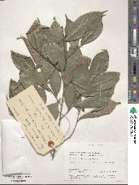 Image of Gironniera parvifolia