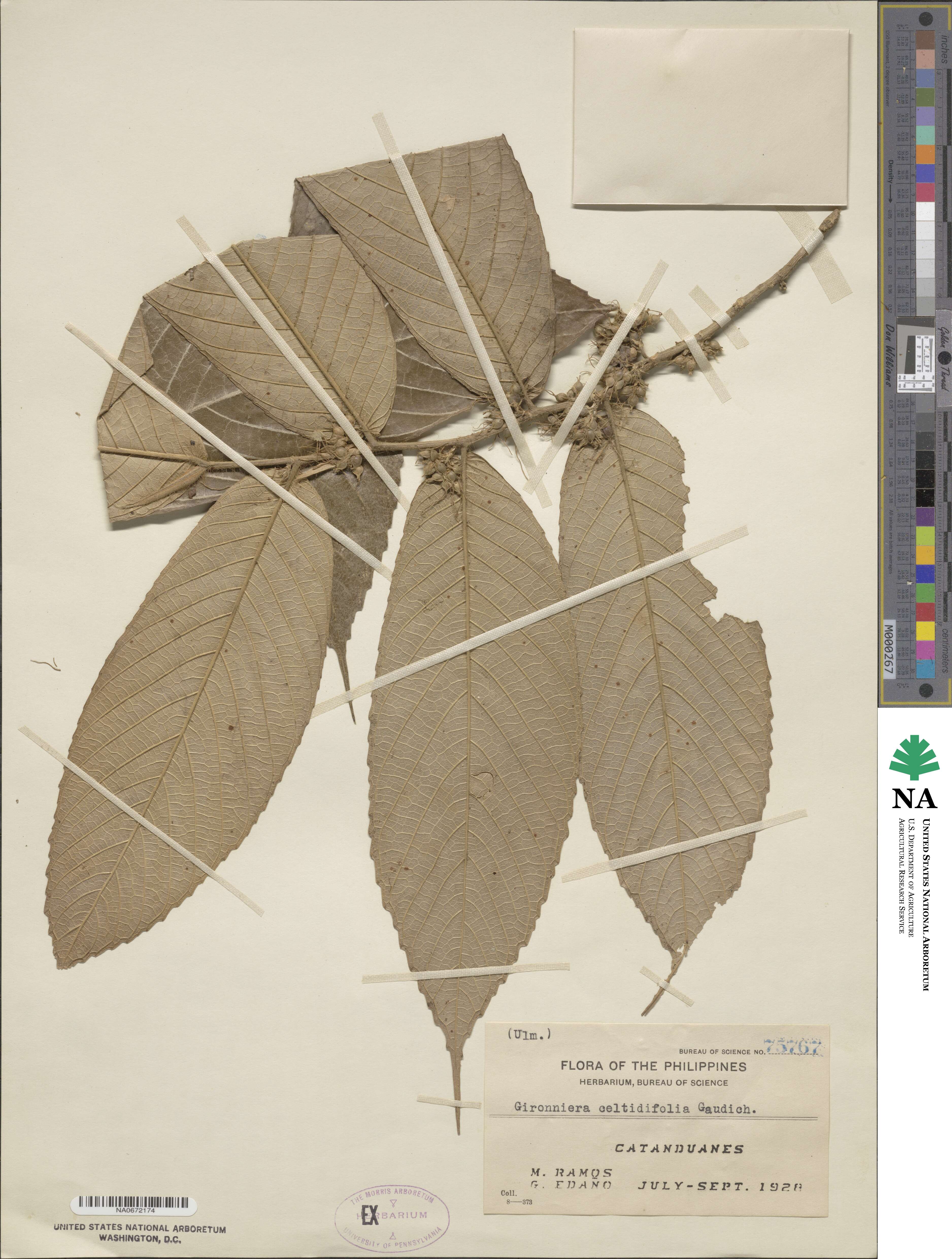 Gironniera celtidifolia image