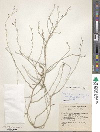 Bupleurum tenuissimum image