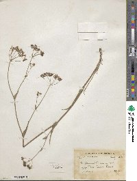 Bupleurum thomsonii image