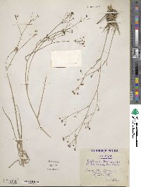 Bupleurum balansae image