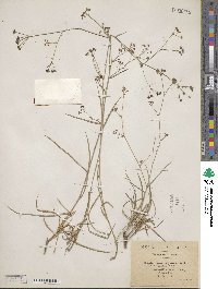 Bupleurum balansae image