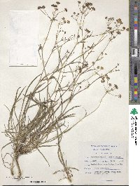 Bupleurum mundtii image