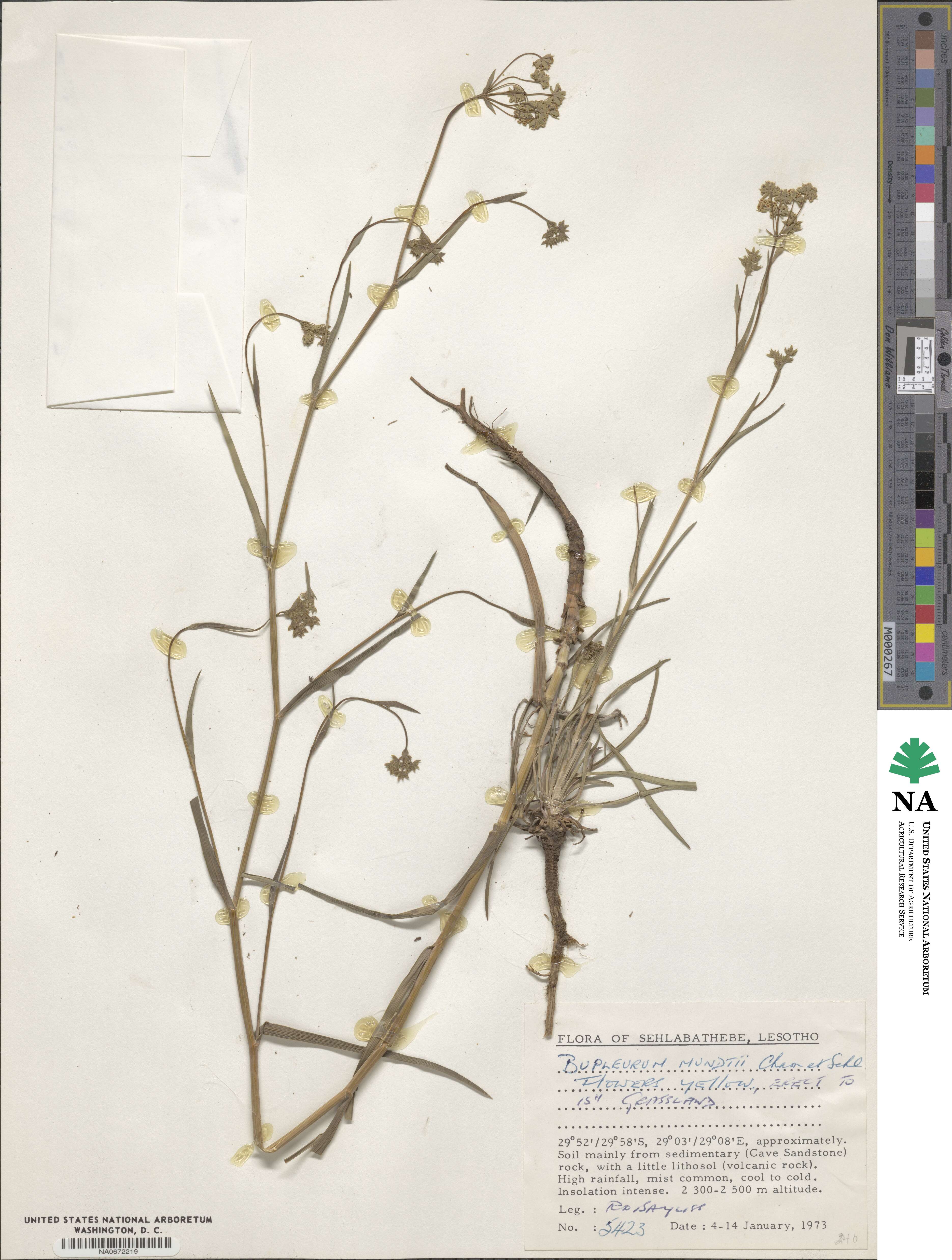 Bupleurum mundtii image