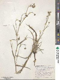 Bupleurum mundtii image