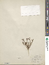 Bupleurum semicompositum image