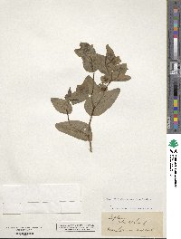 Bupleurum rotundifolium image