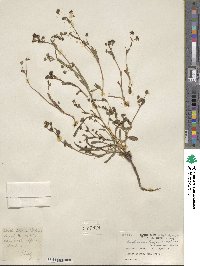 Bupleurum longicaule image