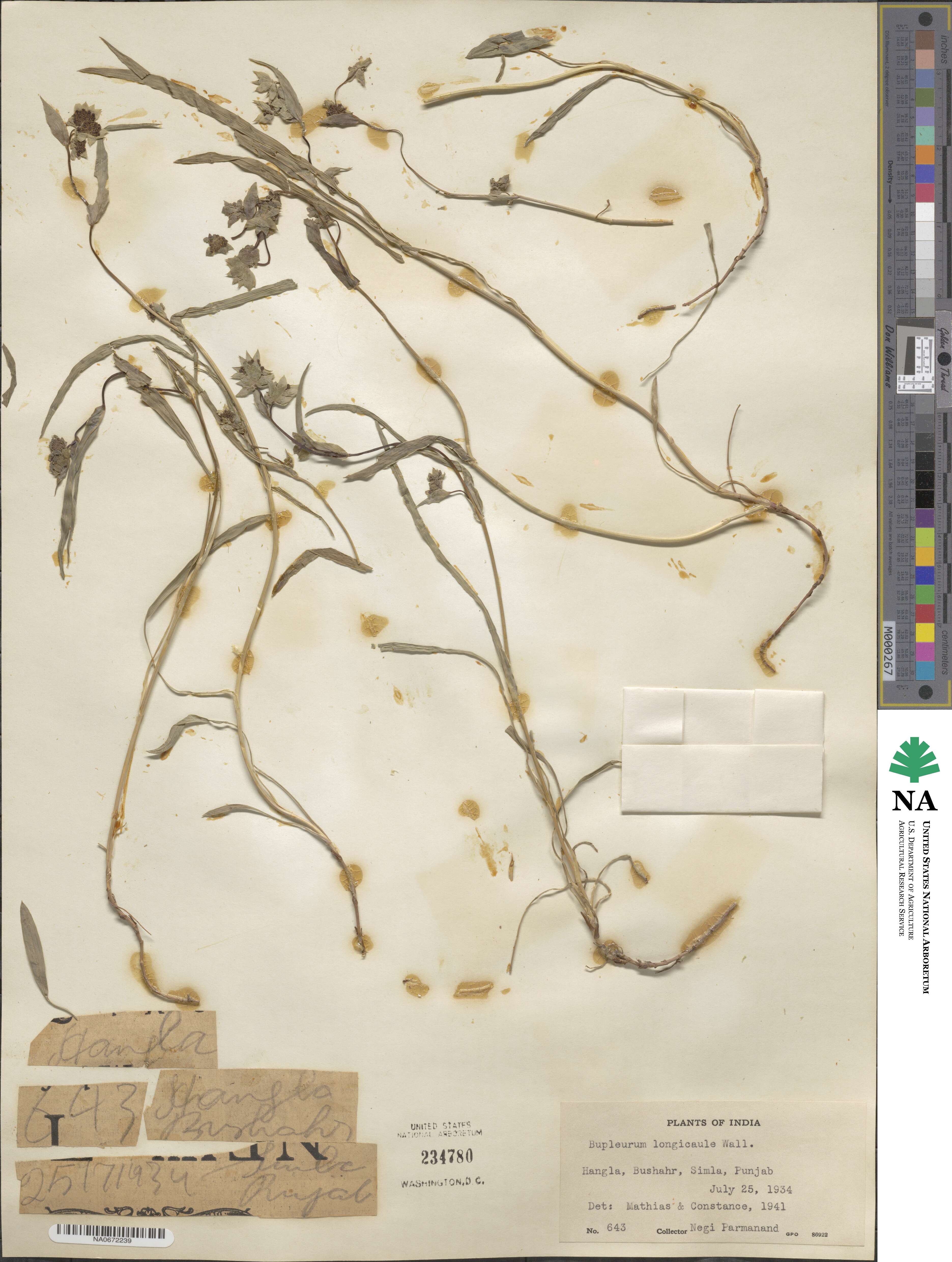 Bupleurum longicaule image