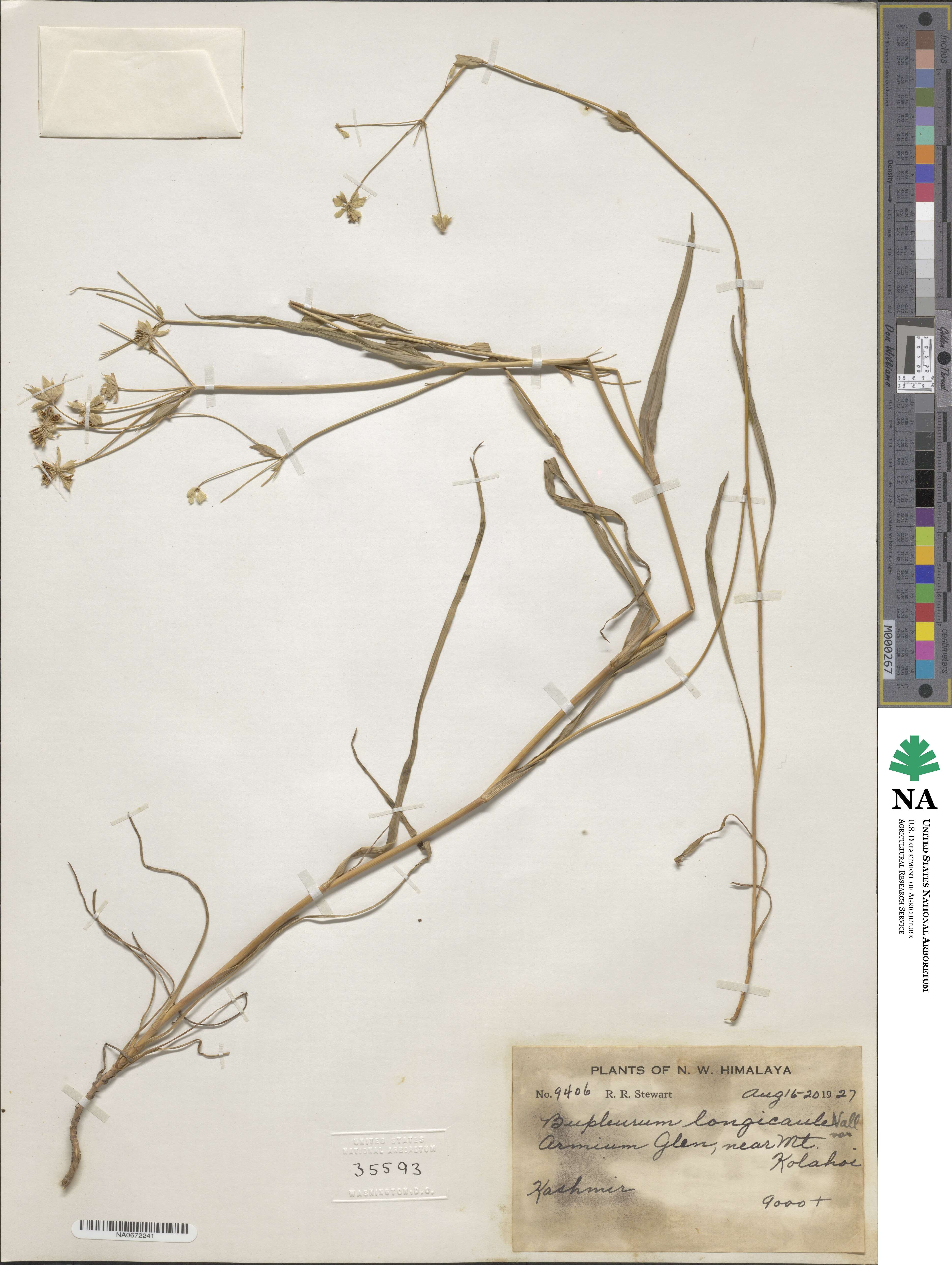 Bupleurum longicaule image