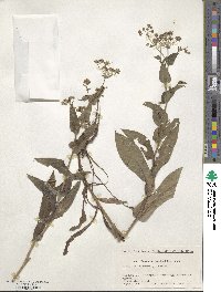 Bupleurum longeradiatum image