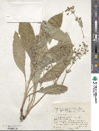 Bupleurum longeradiatum image