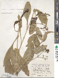 Bupleurum longeradiatum image