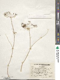 Bupleurum persicum image