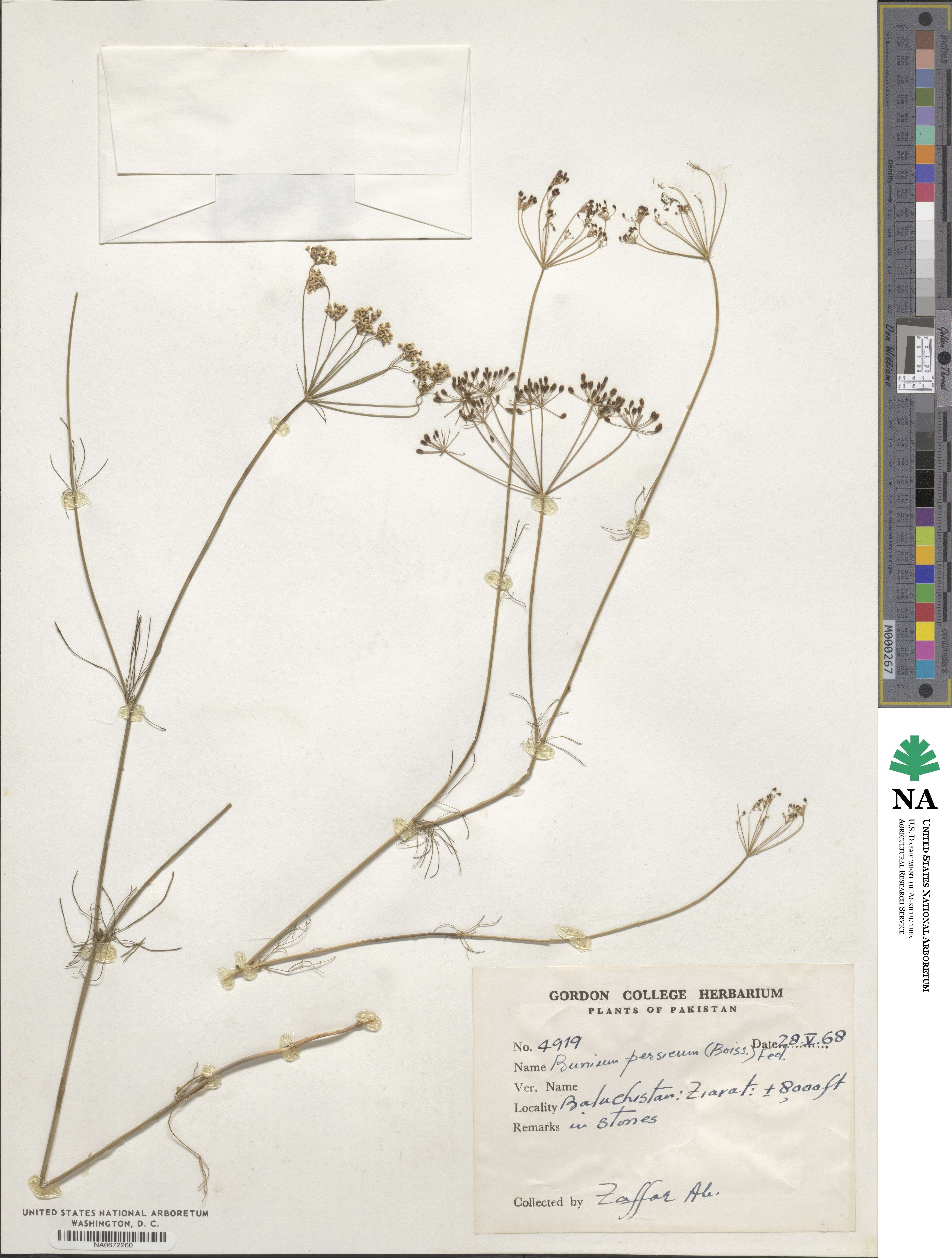 Bupleurum persicum image