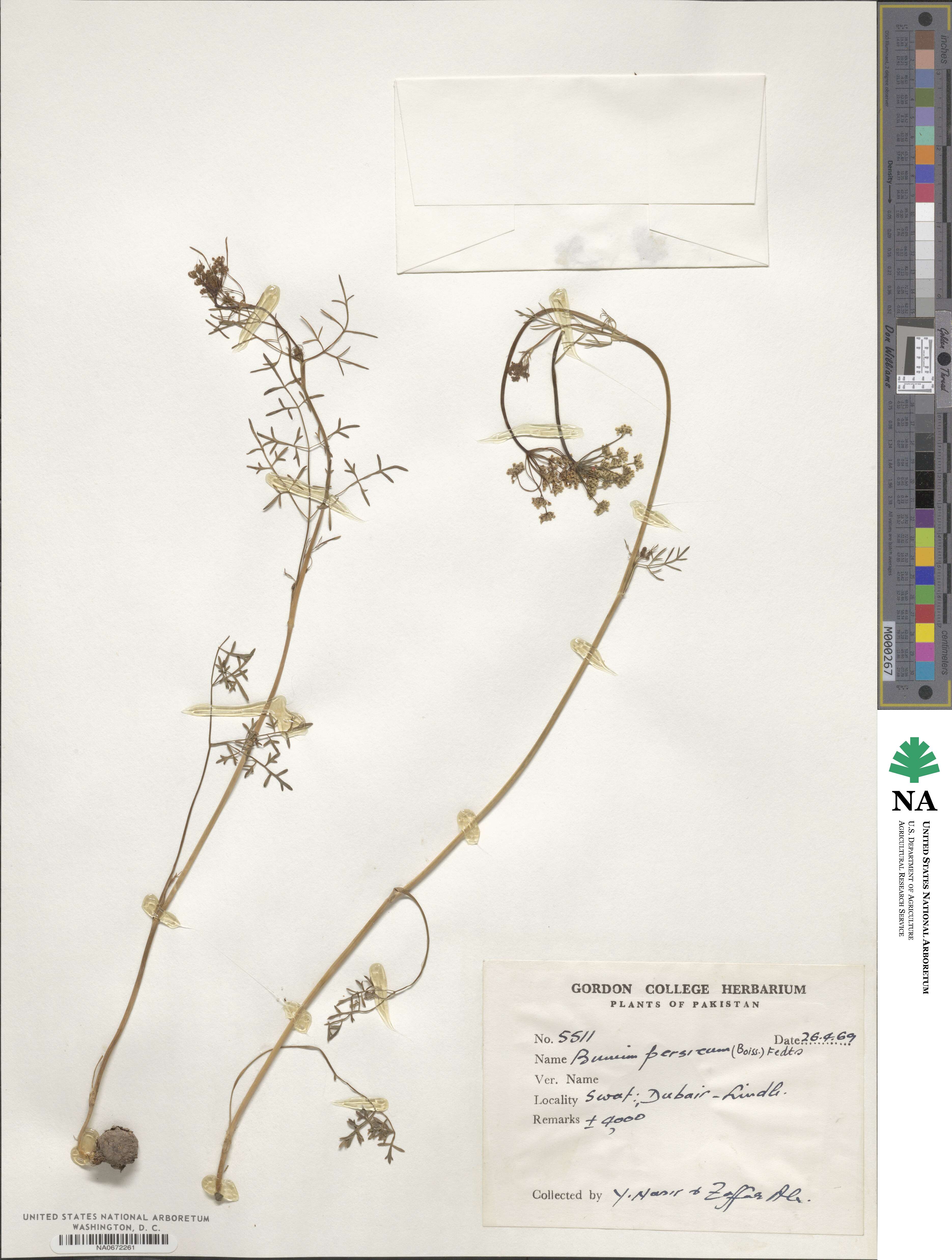 Bupleurum persicum image