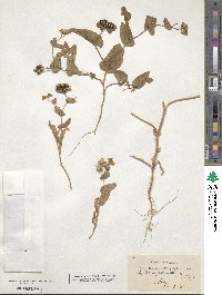 Bupleurum subovatum image