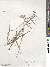 Bupleurum scorzonerifolium image