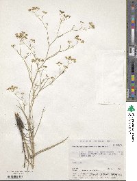 Bupleurum scorzonerifolium image