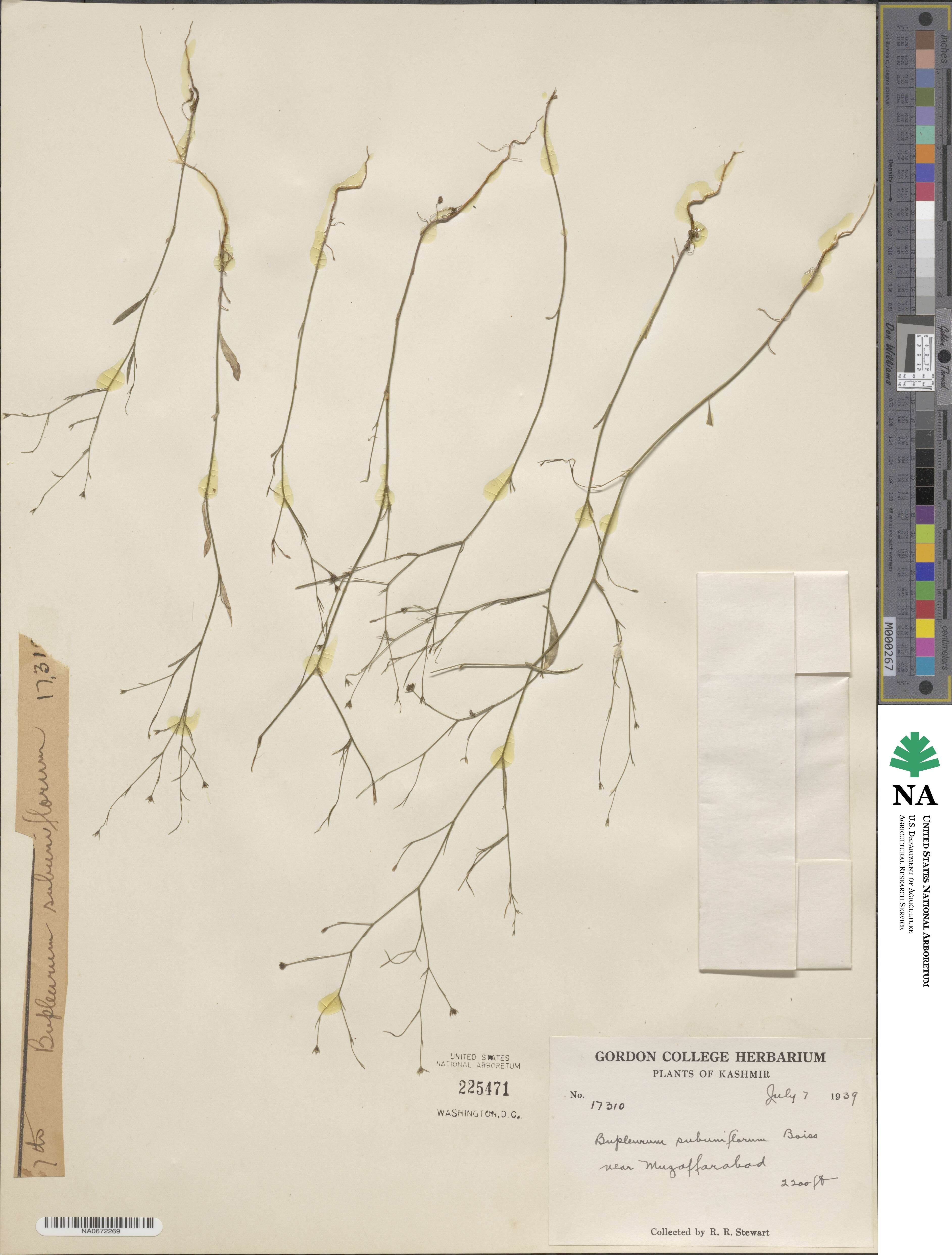 Bupleurum subuniflorum image
