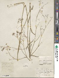 Bupleurum falcatum image