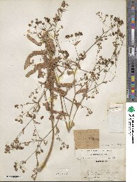 Bupleurum falcatum image