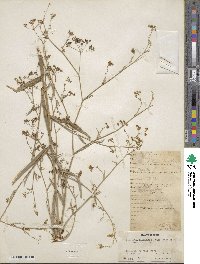 Bupleurum falcatum image