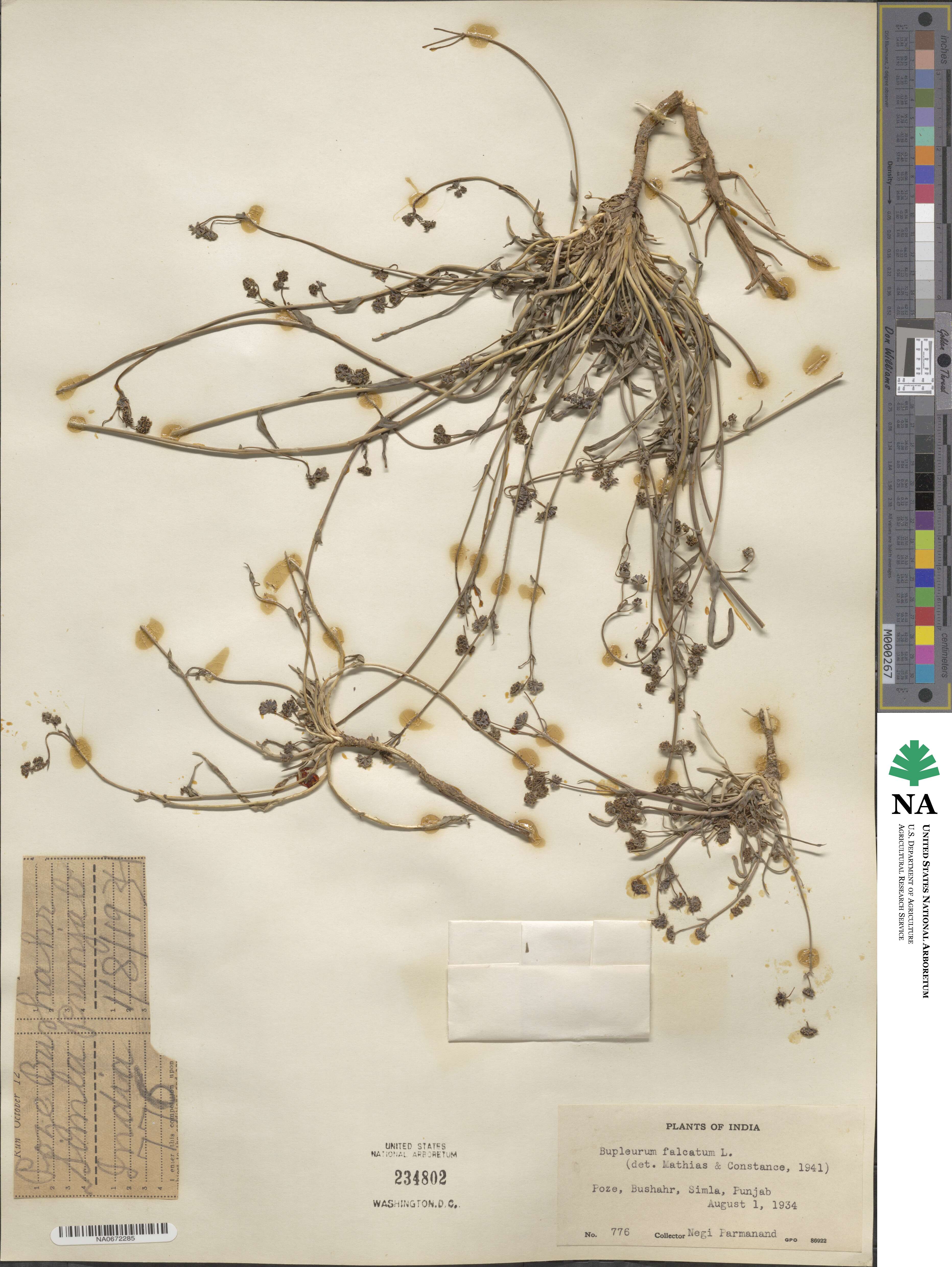 Bupleurum falcatum image