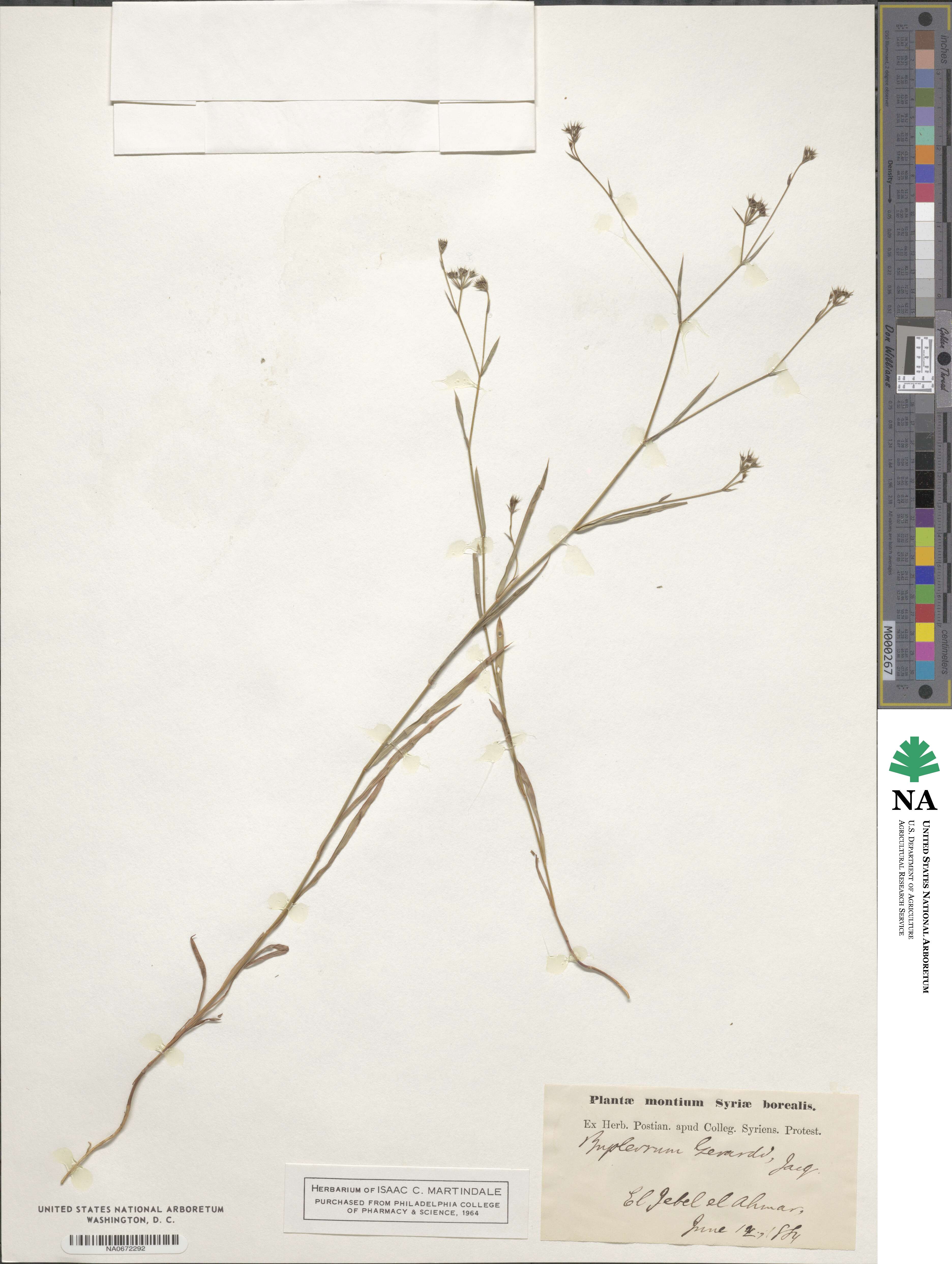 Bupleurum gerardi image