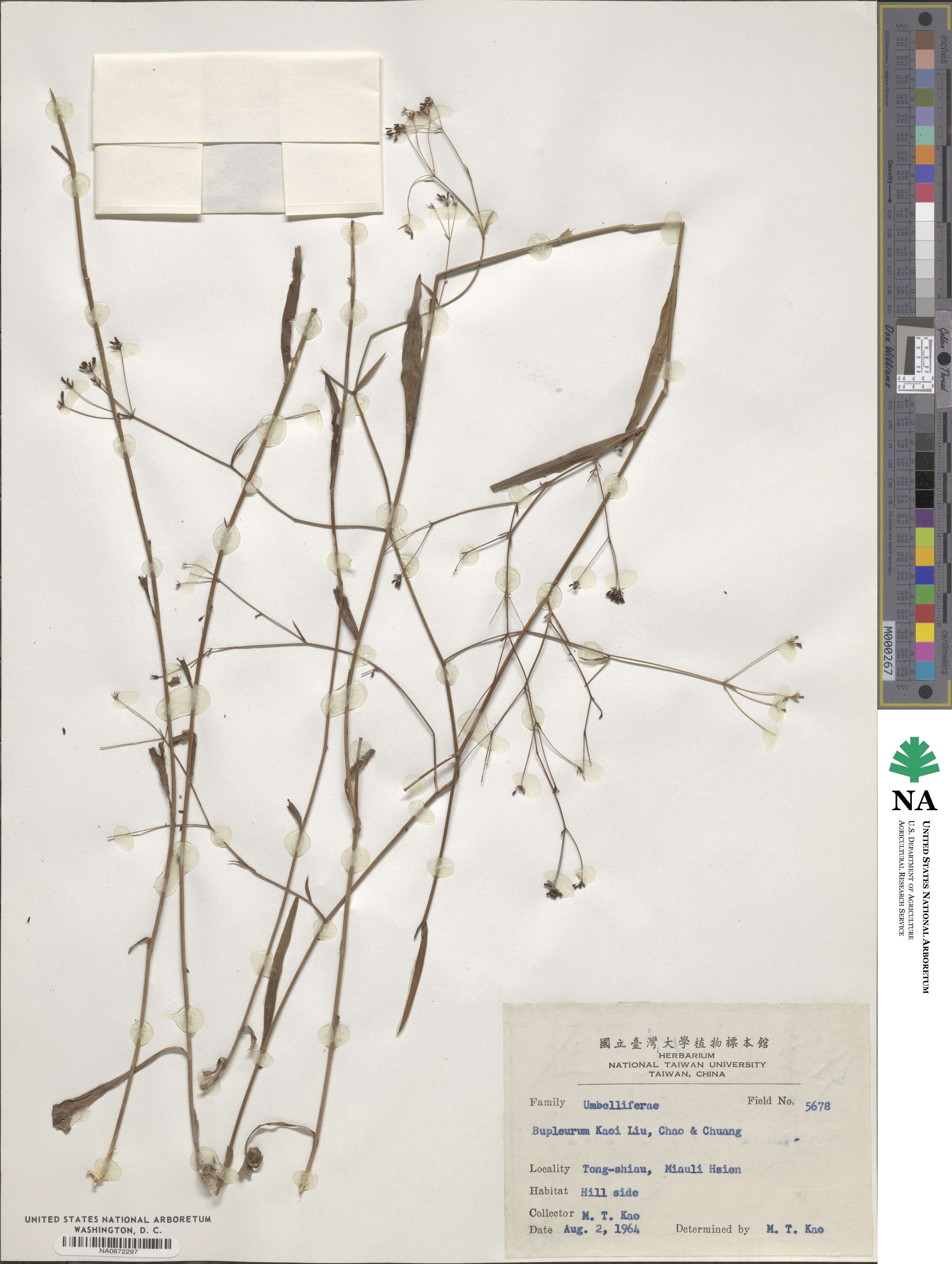 Bupleurum kaoi image