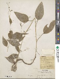 Bupleurum lanceolatum image