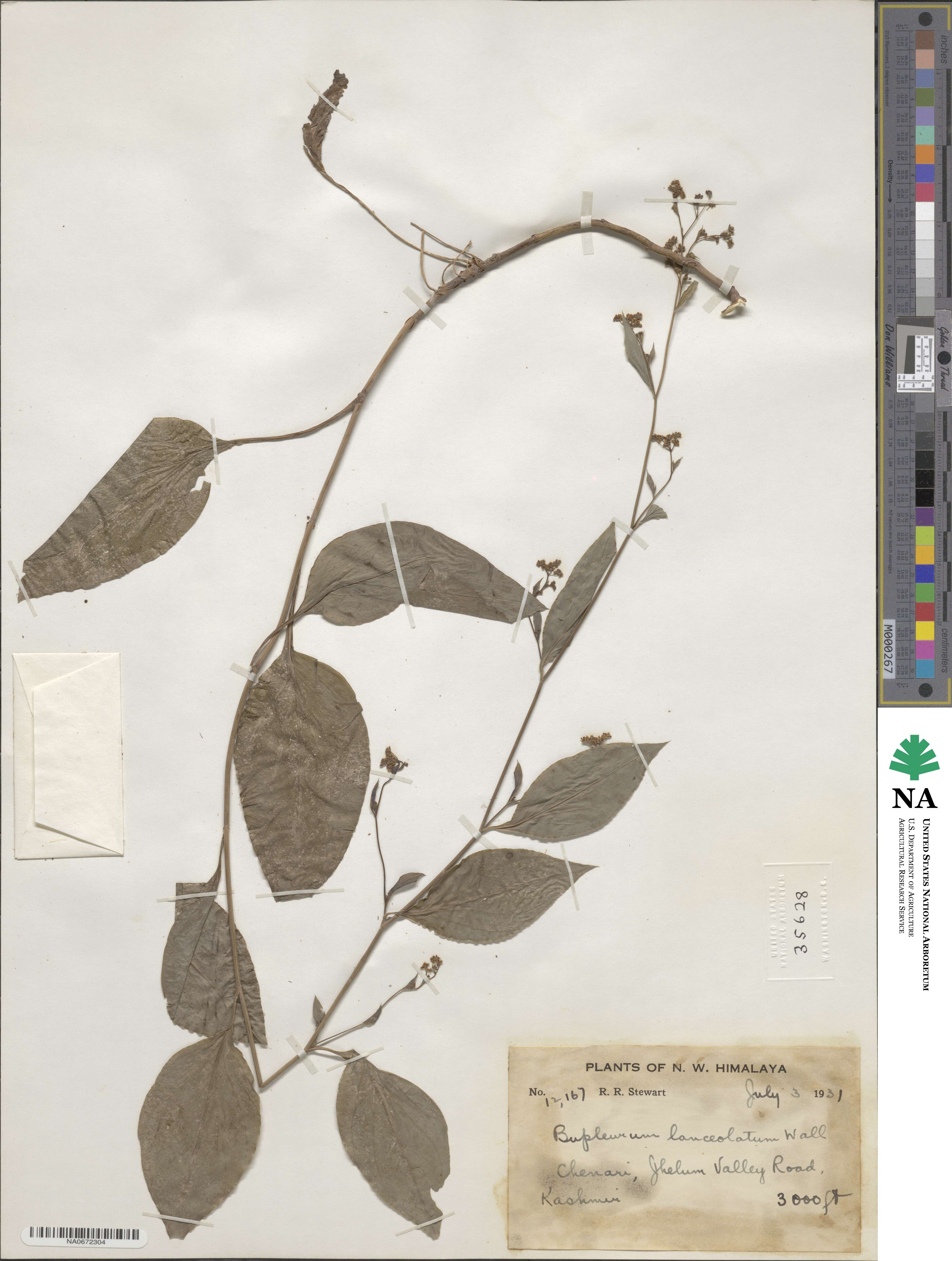 Bupleurum lanceolatum image