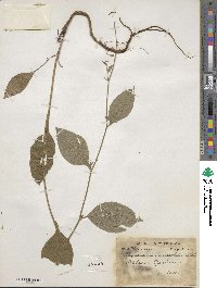 Bupleurum lanceolatum image