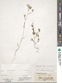 Bupleurum semicompositum image