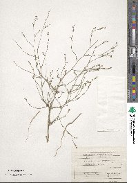 Bupleurum tenuissimum image