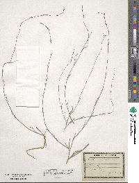 Bupleurum tenuissimum image