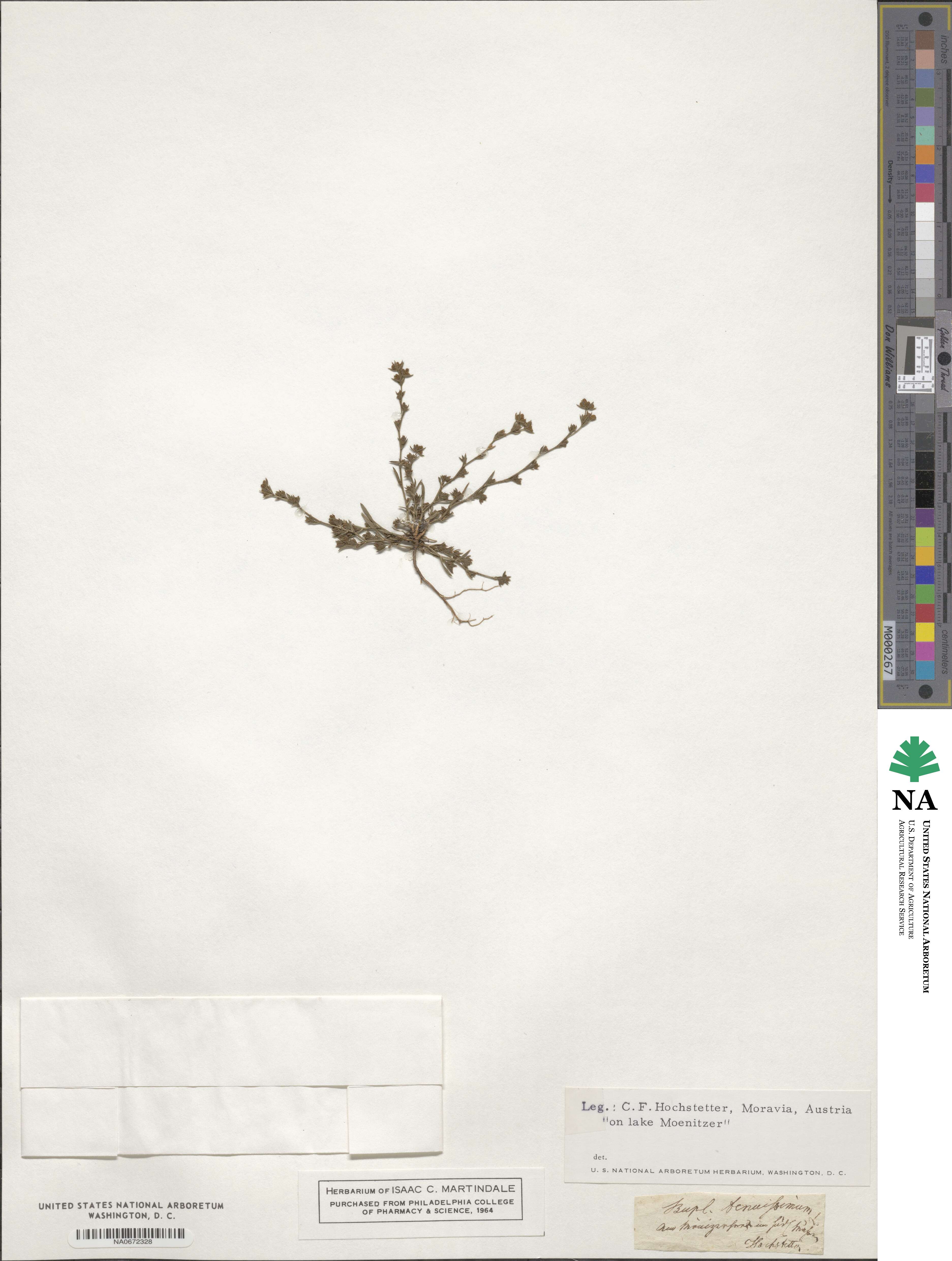 Bupleurum tenuissimum image