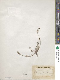Bupleurum aitchisonii image