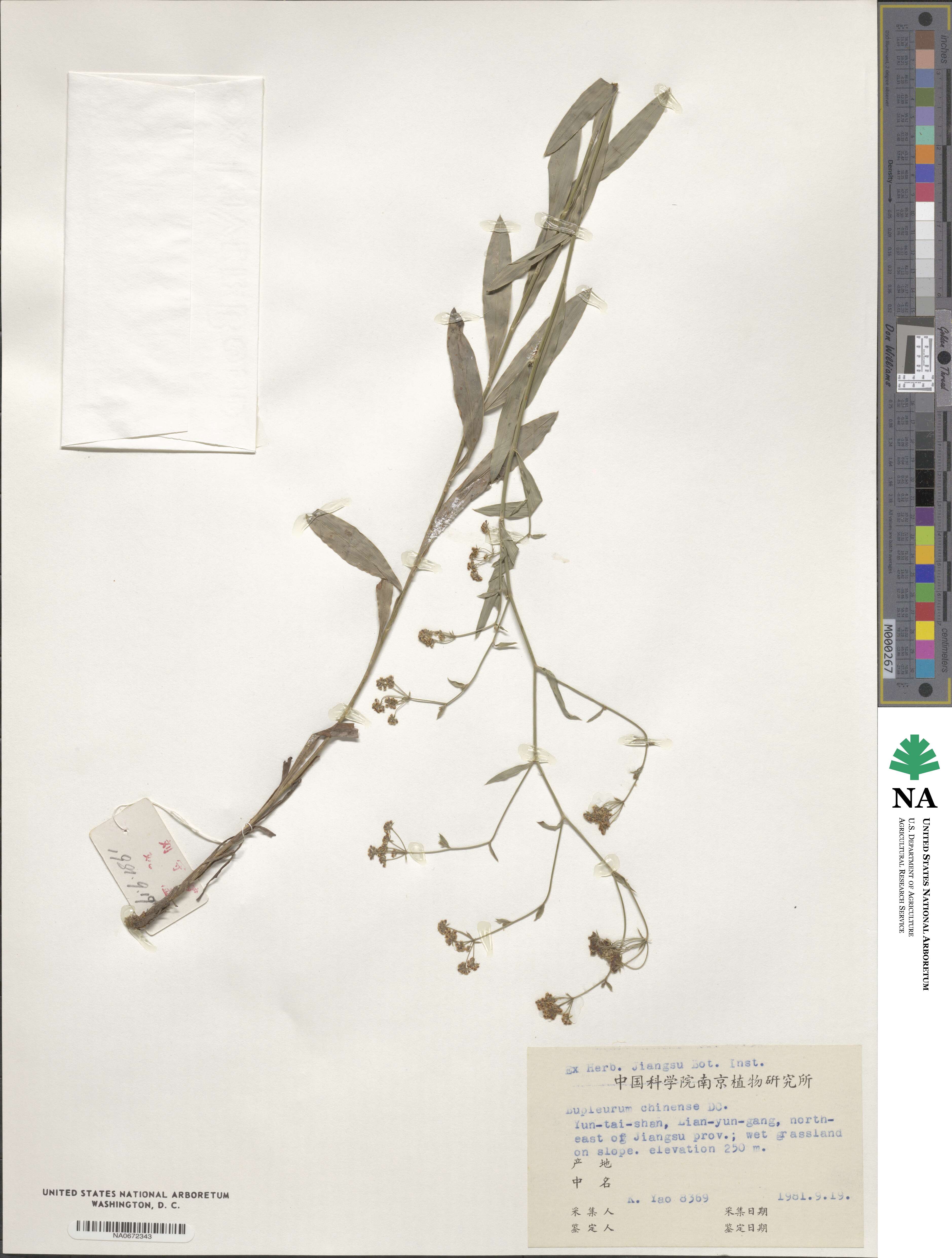 Bupleurum chinense image