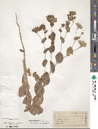 Bupleurum rotundifolium image