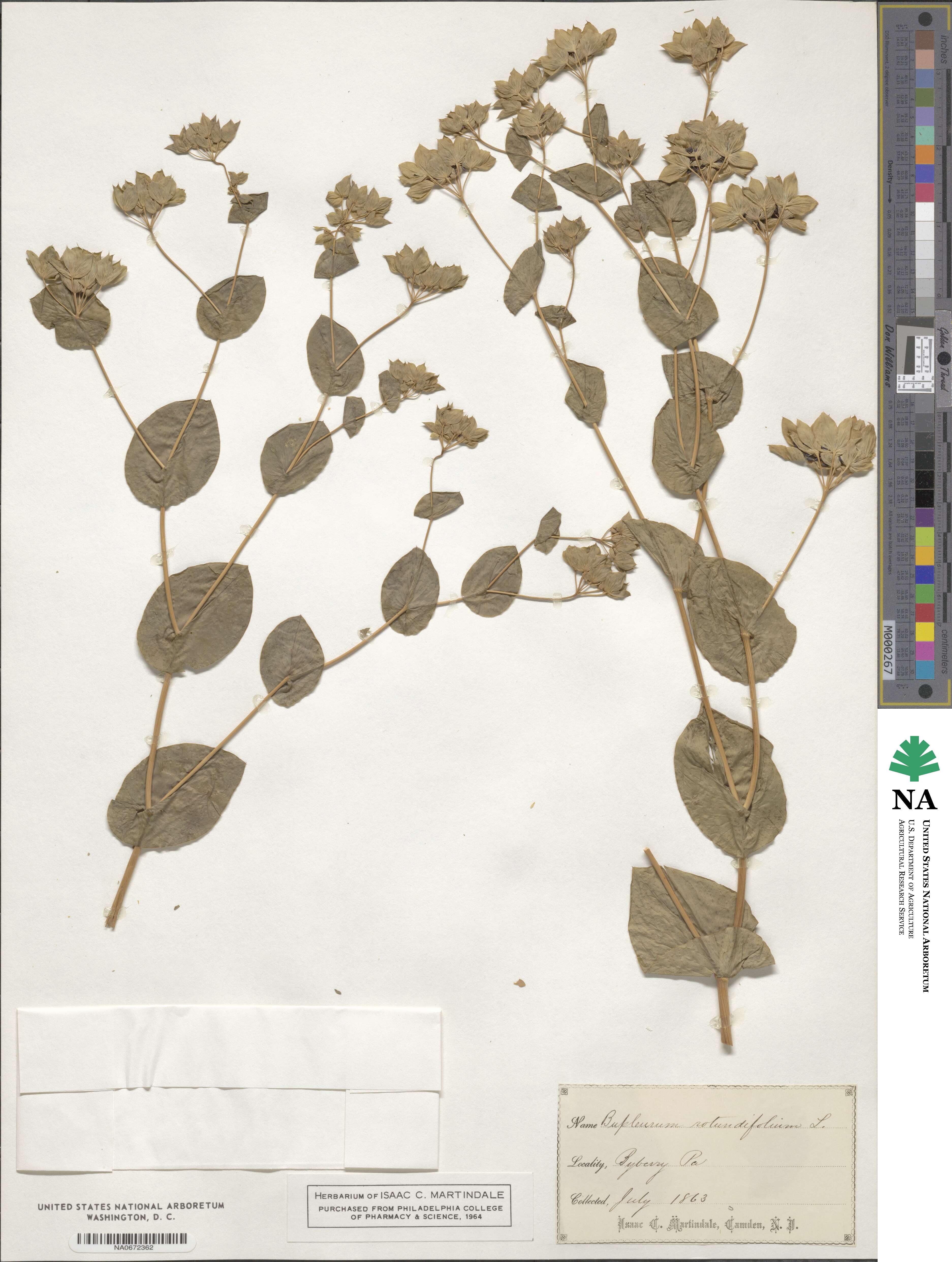 Bupleurum rotundifolium image