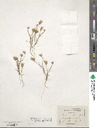 Bupleurum aristatum image