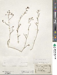 Bupleurum falcatum image