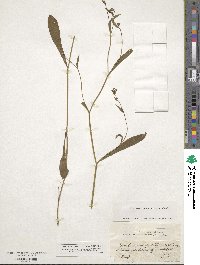 Bupleurum falcatum image