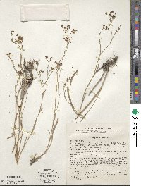 Bupleurum falcatum image