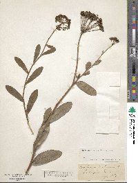 Bupleurum fruticosum image